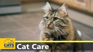 Cats and toxoplasmosis  Cats Protections Kids and Kitties [upl. by Nylegna288]