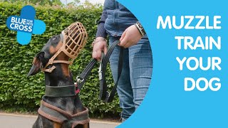 Muzzle Training Your Dog  Blue Cross [upl. by Lathrop997]