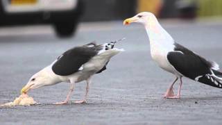 Great Blackbacked Gulls fighting and longcalling [upl. by Lak]