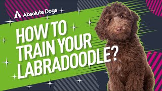 How to Train Your Labradoodle [upl. by Llemert887]