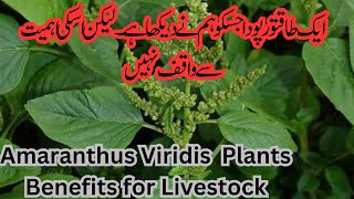 Amaranthus Viridis plant Health Benefits for Dairy Cattle and Human Chulai Saag [upl. by Rogovy]