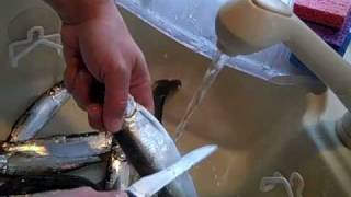 How to Prepare to Pickle Herring part 1 of 2 [upl. by Anirahc]