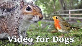 Videos for Dogs to Watch Extravaganza  Dog Watch TV  8 Hours of Birds and Squirrel Fun for Dogs ✅ [upl. by Constantino404]