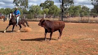 LOT 79 AGGROW ELITE HORSE SALE 2024 [upl. by Annahsar235]