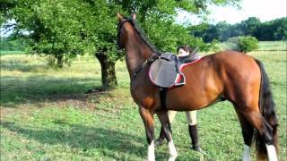 Centaura Insect Repellent for Horse and Rider Product Testimonial [upl. by Mellar]