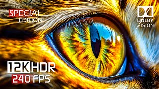 12K HDR Video ULTRA HD 240 fps  Best of Color Burst Dolby Vision [upl. by Asela281]