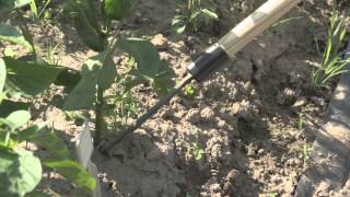 Weeding With the CobraHead Weeder and Cultivator and CobraHead Long Handle [upl. by Refannej657]