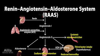 The Renin–Angiotensin–Aldosterone System RAAS Animation [upl. by Lekym233]