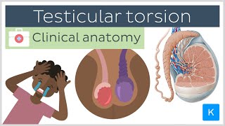 Testicular torsion causes symptoms diagnosis and treatment  Clinical Anatomy  Kenhub [upl. by Penelopa139]