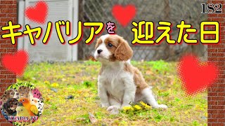 キャバリア子犬をブリーダーさんから迎えた日182 Cavalier King Charles Spanielpuppydog breeder [upl. by Nealey221]