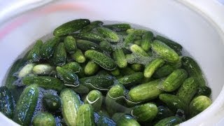 A Few Key Things to Know About Pickles amp Cucumbers [upl. by Ojillib558]