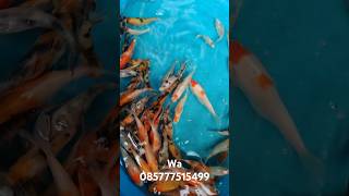 Koi ukuran 7 cm sampe 10cm gasken koi ikankoiimport ikan koibogor pakanikankoiagarcepatbesar [upl. by Ttik127]