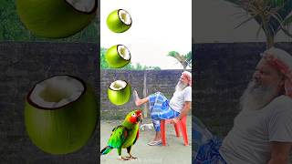 Rounding cut green coconuts to Duck Peacock Pigeon amp Parrot  Birds names magic video [upl. by Karsten277]