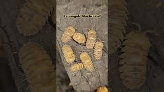 Armadillidium espanyoli Marbelized [upl. by Matusow]