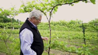 Between The Vines Marquette Grapes Trellis System [upl. by Viola311]