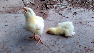 ASPERGILLOSIS in Birds Brooder Pneumonia Poultry Chicks courtesy  fieldvet [upl. by Isidro]