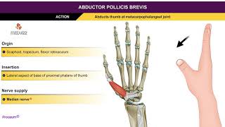 Abductor pollicis brevis  Thenar muscles  Animation without narration [upl. by Anaehr]