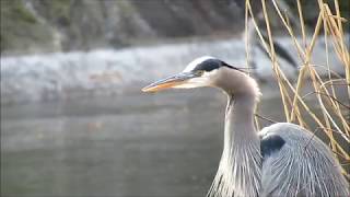 Great Blue Heron Quietly Calling [upl. by Tabbitha]