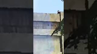 Peeche dekho peeche😂😂 freefire freefireindia freefirevideos freefireclips shorts [upl. by Aicen373]