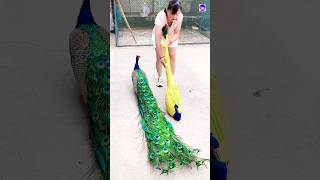 Peacock transport easy peacock shorts bdsports love song bollywood hindisong [upl. by Schaab712]