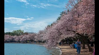 Cherry Blossoms D C 2019 [upl. by Kuhlman]