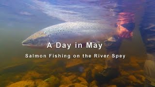 A Day in May  Spring Salmon on the River Spey at Tulchan [upl. by Mossolb]