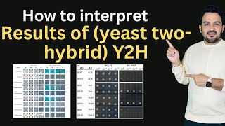 How to interpret results of yeast twohybrid Y2H for proteinprotein interaction [upl. by Bael444]