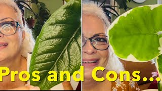 MY 10 ALOCASIA COLLECTION plus pros and cons 🪴🙋🏼‍♀️ Care tips that should help with yours S1E22 [upl. by Vel]