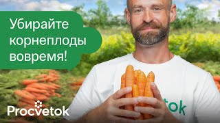 СРОЧНО ВЫКОПАЙТЕ МОРКОВЬ И СВЁКЛУ если увидите эти признаки Корнеплоды сочные и лежат до весны [upl. by Borer]