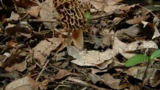 Morel Mushroom Life Cycle growth Time Lapse [upl. by Akiras]