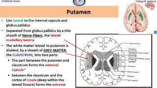 Neuroanatomy Basal Ganglia  د رافد رمثان التميمي [upl. by Nosac321]