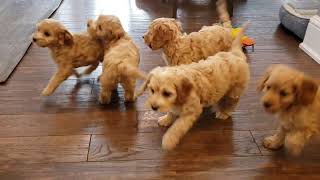 Adorable Cockapoo Puppies at play [upl. by Clemente]