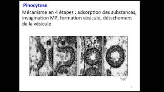 Endocytose [upl. by Olimpia740]