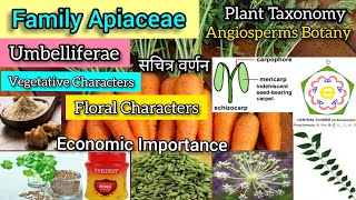 Family Apiaceae Umbelliferae Carrot family  Plant Families  Plant Taxonomy [upl. by Grimona]