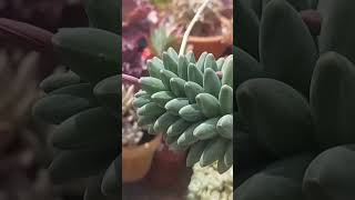 Pachyphytum Compactum monicasuculentasecia suculentas shorts [upl. by Baptiste]