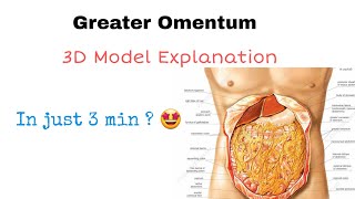 Greater Omentum Anatomy MADE SUPER FUN [upl. by Norahs178]