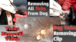 Dog Ticks Removal With Tick Removal Clip  How To Remove Dog Ticks  Tick Removal Video [upl. by Aran719]