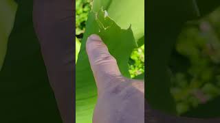 C длинный лист C longa leaf VID20240909074155 [upl. by Rafael]