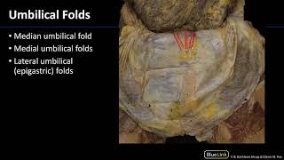 Umbilical Folds  Dissection Supplement [upl. by Ondrea956]