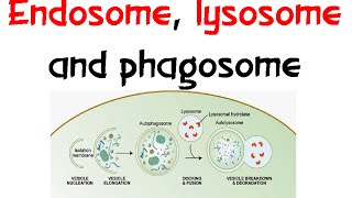 Endosome Lysozome and phagosome [upl. by Qifar]