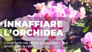 Come innaffiare lOrchidea nel modo giusto [upl. by Favrot]