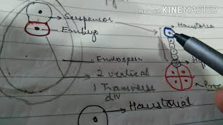 Dicot Embryogeny [upl. by Tai122]