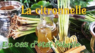 LA CITRONNELLE FAIRE UNE TISANE  ILE DE LA REUNION [upl. by Ecaidnac533]