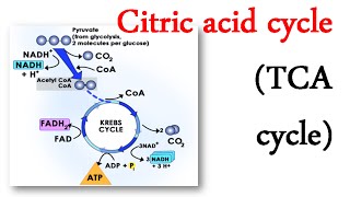 Citric acid cycle TCA cycle [upl. by Yovonnda]