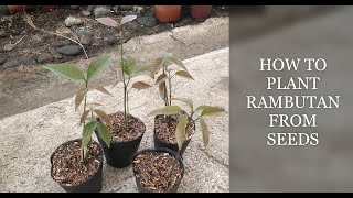 HOW TO EASILY PLANT RAMBUTAN FROM SEED  quotNO SWEATquot NA PAGTATANIM NG RAMBUTAN [upl. by Primaveras]