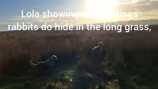 Bedlington Whippets Rabbit hunting in the long grass Lola Missy and Brutus [upl. by Hazeefah417]