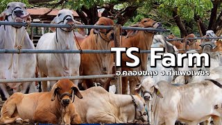 TS FARM พาชมวัวบราห์มันเลือดร้อยและการดูแลจัดการในฟาร์ม  หมอเอ็ม TS Farm อคลองขลุง จกำแพงเพชร [upl. by Xonk]