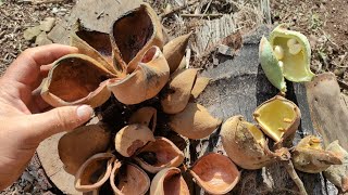 Panama Tree Sterculia apetala hairs will sting you while harvesting seeds [upl. by Arhaz]