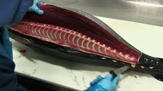 How to Fillet Tuna [upl. by Akenot108]