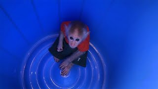 Dad rescues Monkey BiBi trapped in plastic barrel [upl. by Gerdeen]